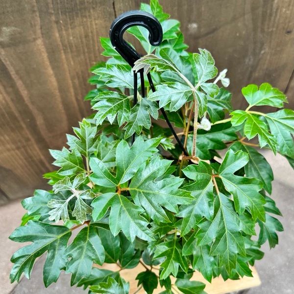 おしゃれ 観葉植物：シッサス エレンダニカ*吊り 5号 Ellen Danica