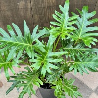 おしゃれ 観葉植物 クッカバラ：フィロデンドロン ジャイアント