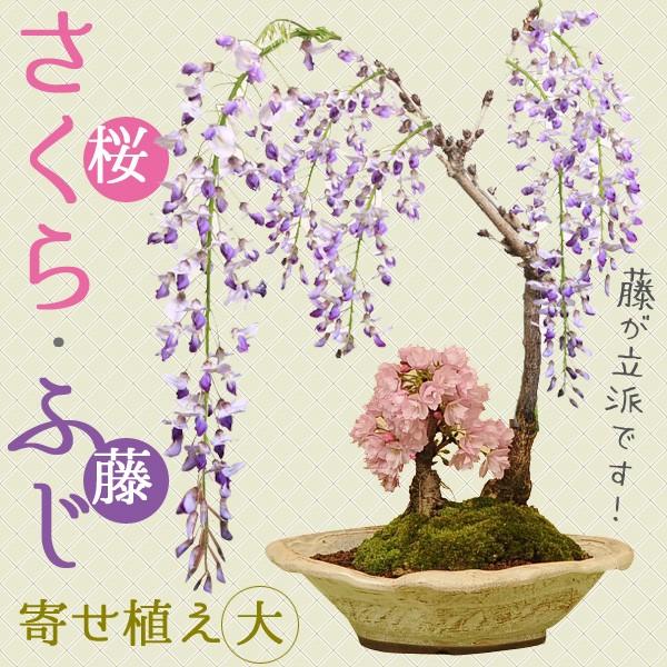 花物盆栽：桜・藤寄せ植え(大・瀬戸焼鉢）* 【送料無料】＜2026年開花