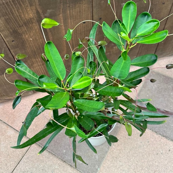 珍品、クロトントビハ樹齢30年 観葉植物：クロトン トビバ*6号 プラポット | 観葉植物 | 遊恵盆栽 本店