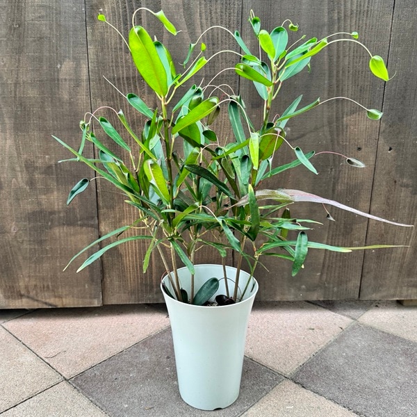 観葉植物：クロトン トビバ*6号 プラポット | 観葉植物 | 遊恵盆栽 本店