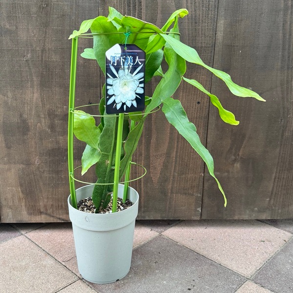 おしゃれ 観葉植物：クジャクサボテン 月下美人*6号 孔雀サボテン