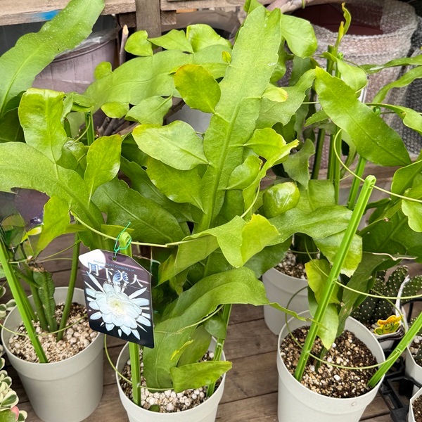 おしゃれ 観葉植物：クジャクサボテン 月下美人*6号 孔雀サボテン