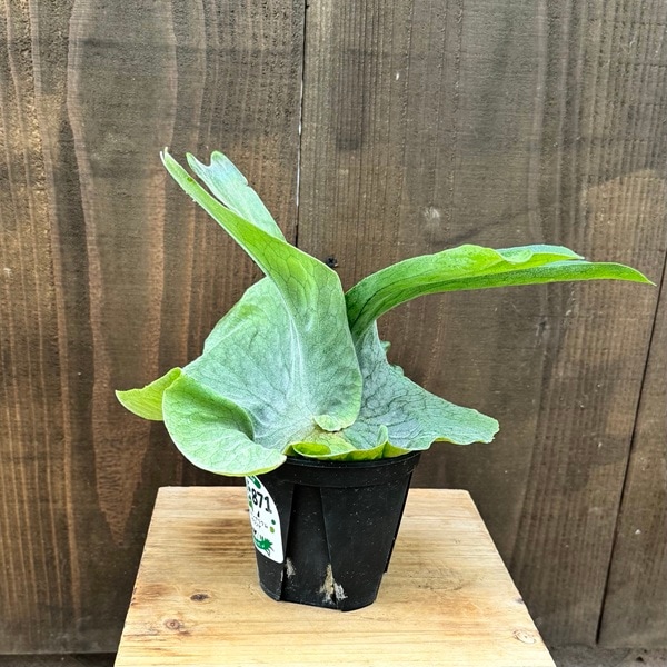 おしゃれ 観葉植物：ビカクシダ コウモリラン グランデ*4号 | 観葉植物