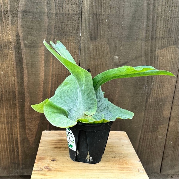 おしゃれ 観葉植物：ビカクシダ コウモリラン グランデ*4号 | 観葉植物 