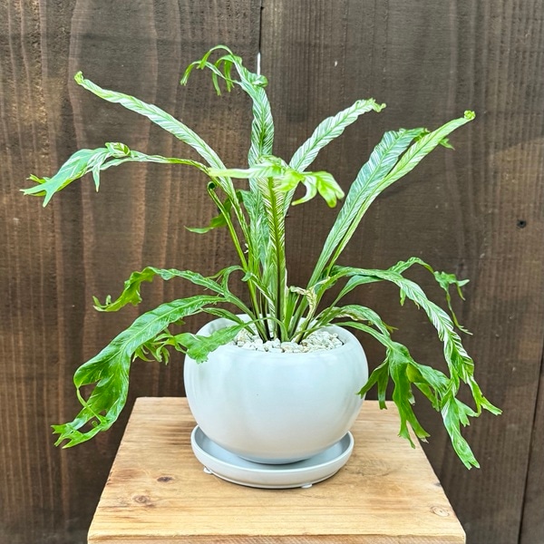 ���տ�ʪ ȭ�����٤롧�����ץ�˥��� �˥���*���ޥ������˥勵��