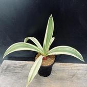 ¿ʪ١ǥ󥷥ӡ硼ۡ*S 20