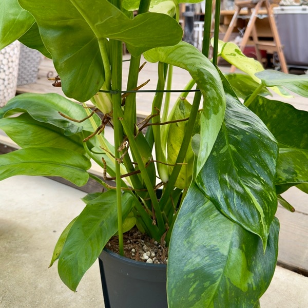 観葉植物：フィロデンドロン ジョセボーノ 斑入り*ホセボーノ 8号 現品
