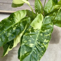 観葉植物：フィロデンドロン ジョセボーノ 斑入り*ホセボーノ 8