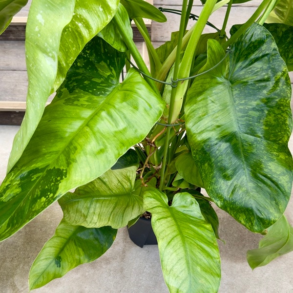 観葉植物：フィロデンドロン ジョセボーノ 斑入り*ホセボーノ 8号 現品