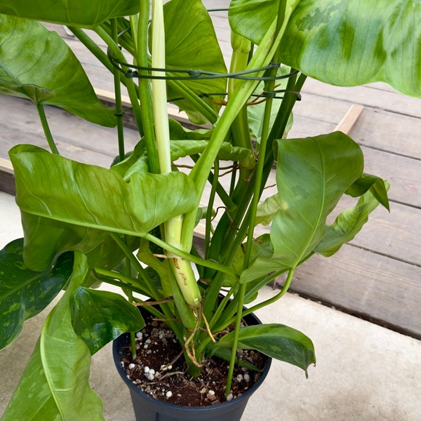 超希少　 一点物　フィロデンドロン ジョセボーノ 特大8寸 斑入り　引き取り限定 観葉植物：フィロデンドロン ジョセボーノ 斑入り*ホセボーノ 8号 現品