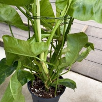 観葉植物：フィロデンドロン ジョセボーノ 斑入り*ホセボーノ 8号 現品