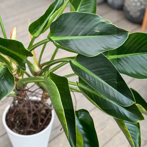 観葉植物：フィロデンドロン ミリオンズ*8号 セラアート鉢植え 現品を