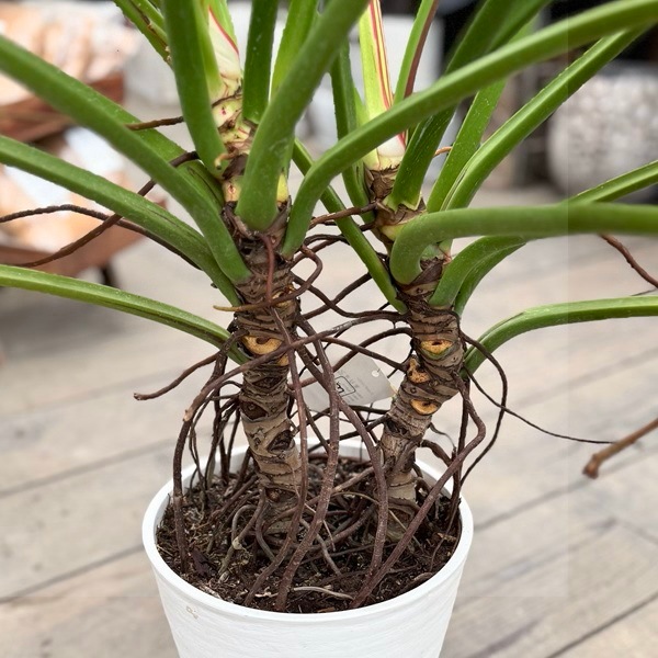 観葉植物：フィロデンドロン ミリオンズ*8号 セラアート鉢植え 現品を