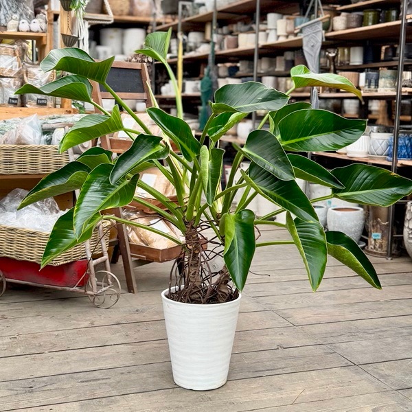 観葉植物：フィロデンドロン ミリオンズ*8号 セラアート鉢植え 現品を