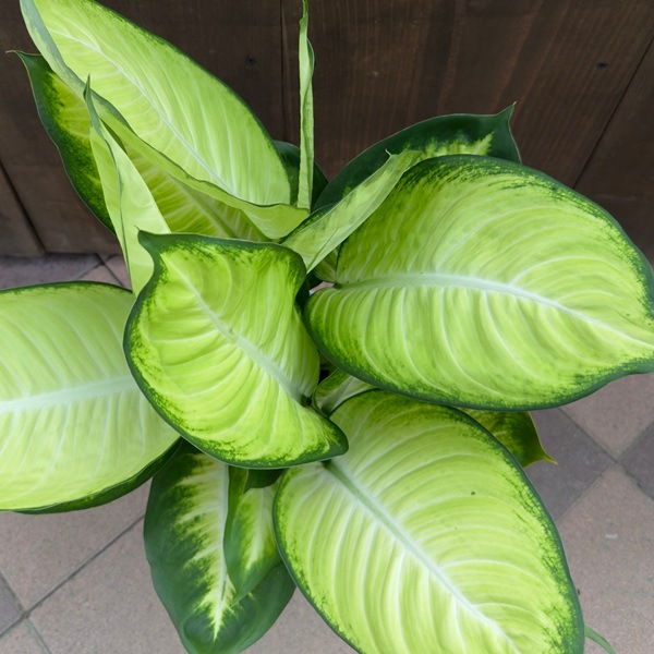 観葉植物：ディフェンバキア トロピック マリアンヌ*7号 | 観葉植物