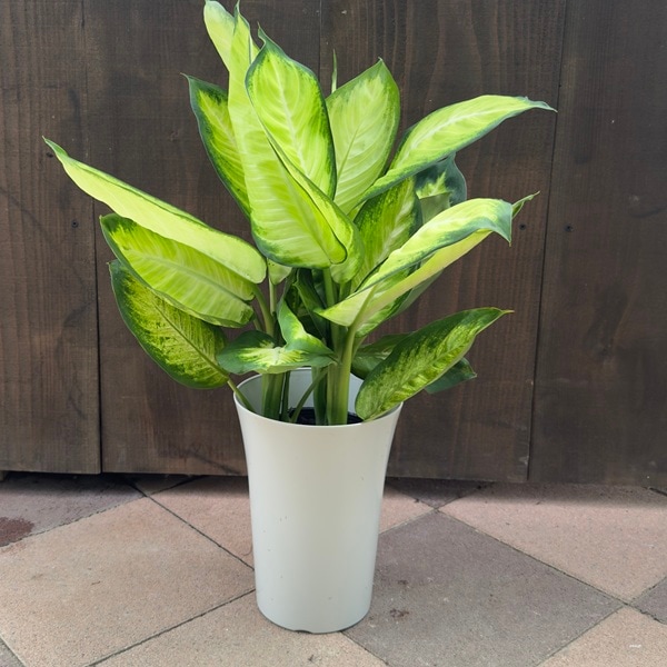 観葉植物：ディフェンバキア トロピック マリアンヌ*7号 | 観葉植物