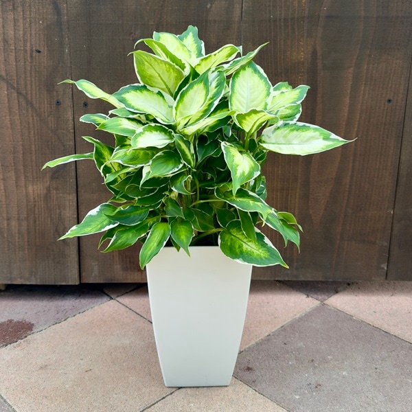 観葉植物：ディフェンバキア クールビューティー*7号 | 観葉植物