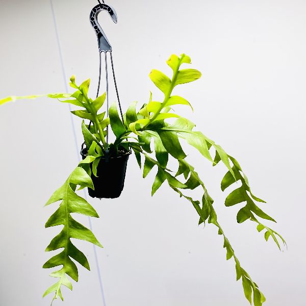 おしゃれ 観葉植物：エピフィラム クリソカルディウム*4号 吊り鉢