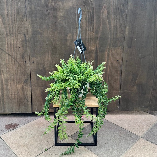 おしゃれ 観葉植物：エスキナンサス ツイスター*5号吊り鉢 | 観葉植物