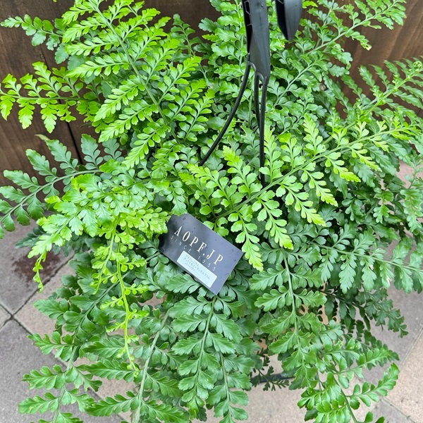 観葉植物：アスプレニウム パーバディ*7号吊り鉢 | 観葉植物,吊り鉢