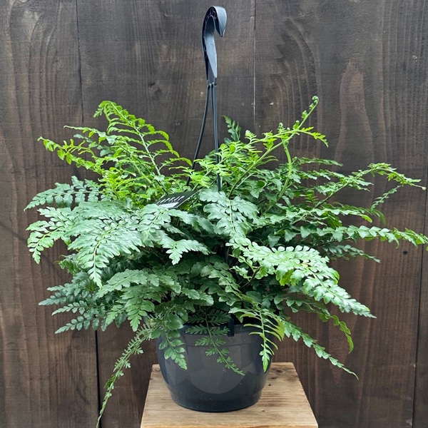 観葉植物：アスプレニウム パーバディ*7号吊り鉢 | 観葉植物,吊り鉢