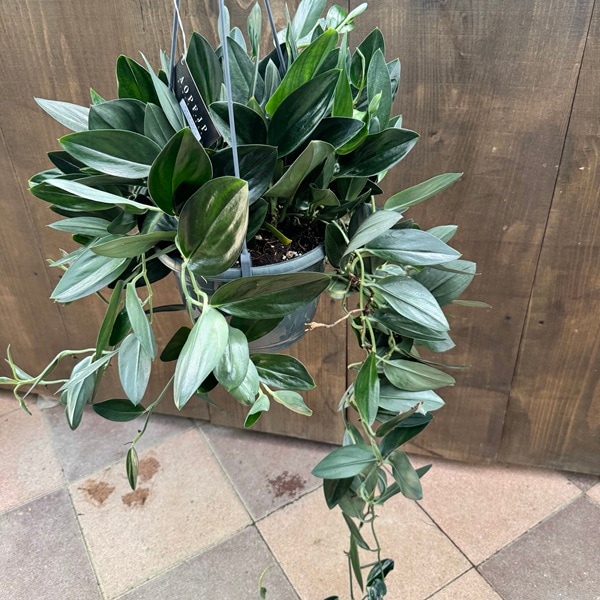 おしゃれ 観葉植物：スキンダプサス トレビー ブラック*7号吊り