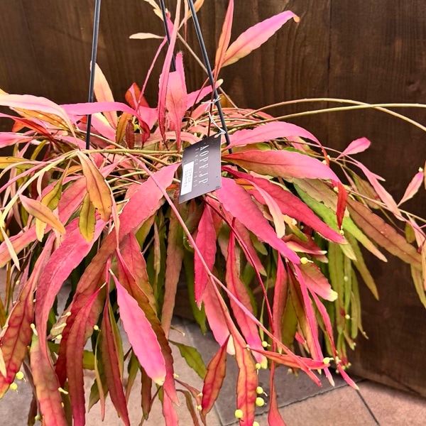特大 リプサリス ラムローサ 8号 吊り鉢 観葉植物：リプサリス ラムローサ*7号吊り鉢 | 観葉植物,吊り鉢 | 遊恵