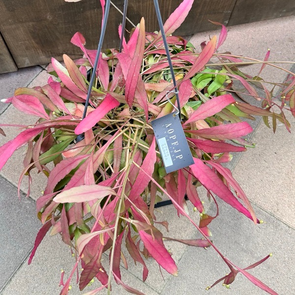 特大 リプサリス ラムローサ 8号 吊り鉢 観葉植物：リプサリス ラムローサ*7号吊り鉢 | 観葉植物,吊り鉢 | 遊恵