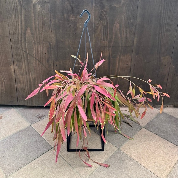 リプサリス　ラムローサ　吊り鉢　サボテン　リプサリスラムローサ　観葉植物 リプサリス ラムローサ 吊り鉢 サボテン リプサリスラムローサ 観葉