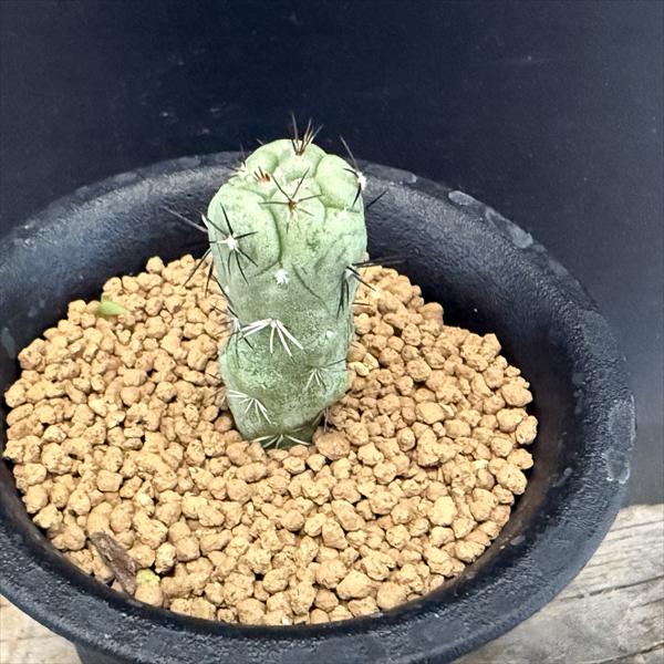 サボテン：オルテゴカクタス マクドガリー*幅1cm ※傷あり | サボテン