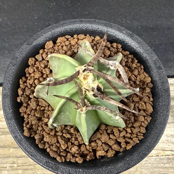 サボテン：アストロフィツム 水牛大鳳玉*幅4.5cm ☆赤松実生