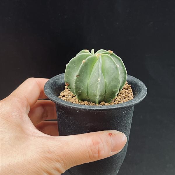 サボテン：アストロフィツム 水牛大鳳玉*幅5cm ☆赤松実生