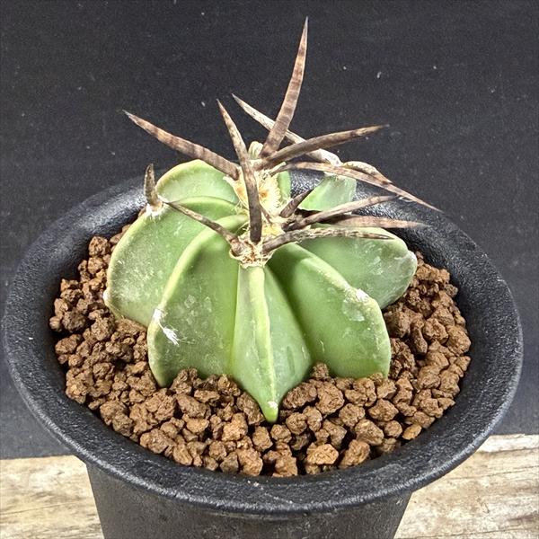 サボテン：アストロフィツム 水牛大鳳玉*幅4.5cm ☆赤松実生