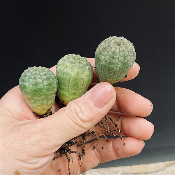 ☆特価☆多肉植物：ユーフォルビア オベサ 抜き苗 10個セット*幅2.2