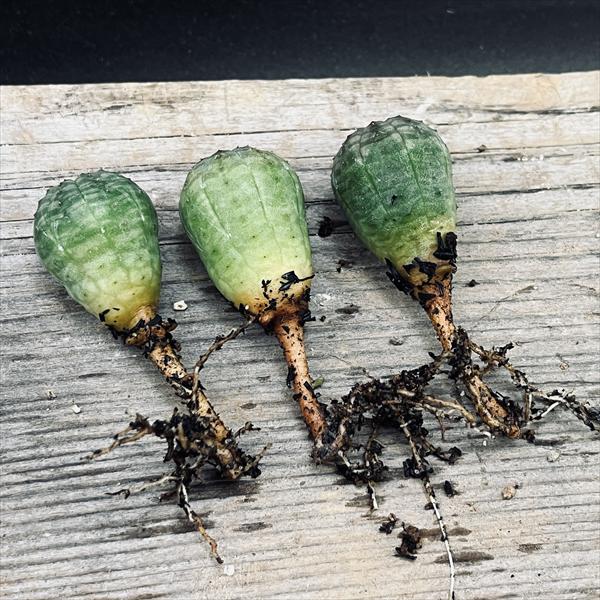 ☆特価☆多肉植物：ユーフォルビア オベサ 抜き苗 10個セット*幅2.2