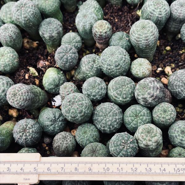 ☆特価☆多肉植物：ユーフォルビア オベサ 抜き苗 10個セット*幅2.2