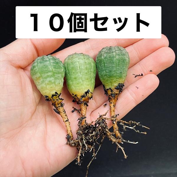 ☆特価☆多肉植物：ユーフォルビア オベサ 抜き苗 10個セット*幅2.2