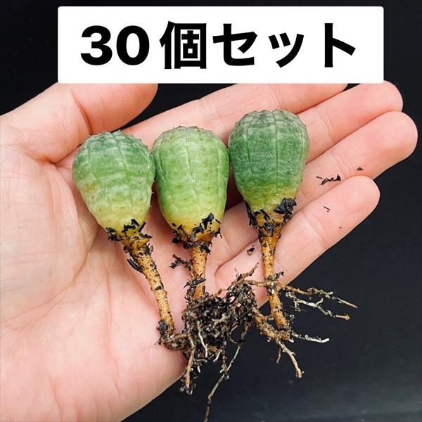 オベサ　抜き苗 ☆特価☆多肉植物：ユーフォルビア オベサ 抜き苗 30個セット*幅2.2