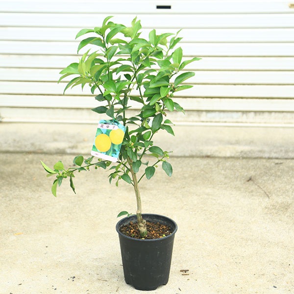 果樹 黄色の果実付き　花柚子 楽天市場】一才 ユズ 『 花柚子 （ 花 ゆず ） 』 2年生 接ぎ木 15cm