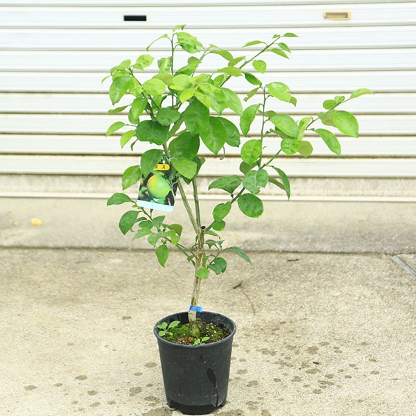 人気品種！ 種無しすだち 3年生 3月が旬の果物（みかん・いちご 等）