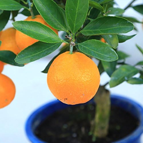 温州みかんの木 目隠し 植木 庭木 ガーデニング 蜜柑の木 果樹 ☆早い