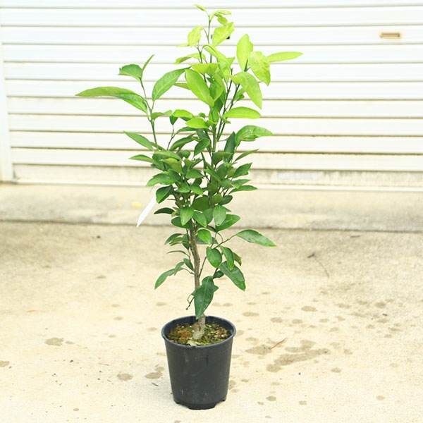 植木・庭木・苗木：早生温州みかん* ミカン 蜜柑 苗 敬老の日 母の日