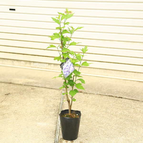 庭木・植木：ムクゲ（紫玉）*しぎょく/むくげ/槿 5寸 | 植木＆庭木