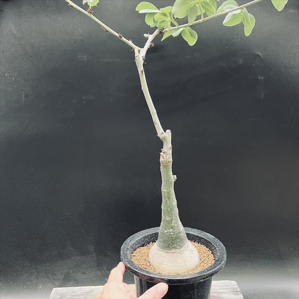 アデニア グラウカ【大株 胴周り34cm】現品