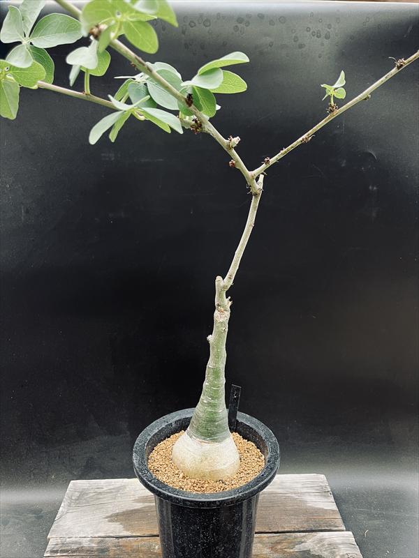 ☆特価☆コーデックス：アデニア グラウカ*塊根幅8cm 現品