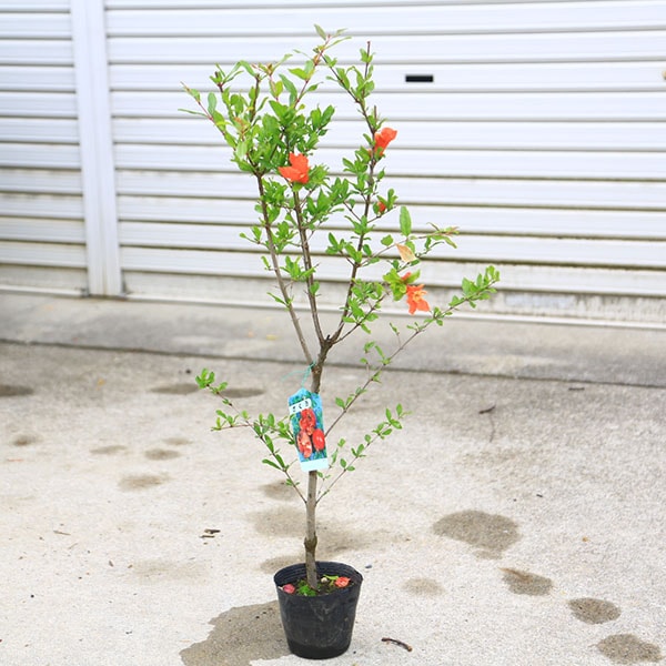 庭木 植木 苗木：大実甘ザクロ*（大実ザクロ）4号ポット/柘榴 ざくろ