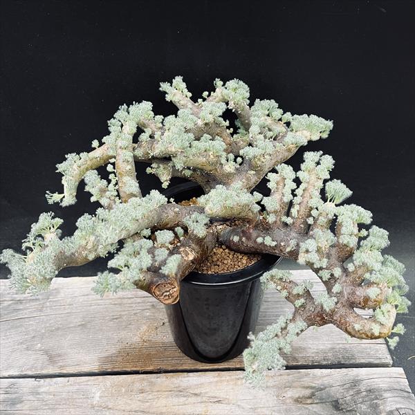 サルコカウロン　ムルチフィズム 250826 25 サルコカウロン ムルチフィズム 250826 25 Sarcocaulon