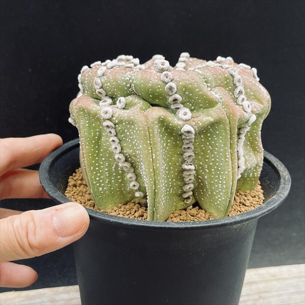 サボテンページ 柱サボテン | ハルカゼフラワー