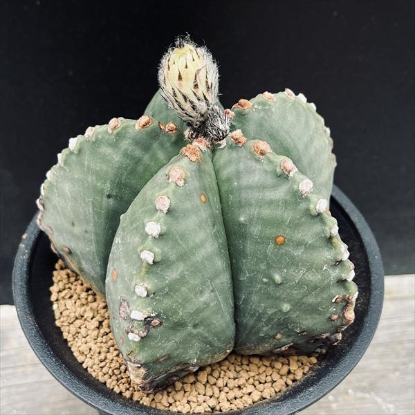 【美株】アストロフィツム碧瑠璃鸞鳳錦 モンスト国内実生 塊根植物 サボテン 美株】アストロフィツム碧瑠璃鸞鳳錦 モンスト国内実生 塊根植物